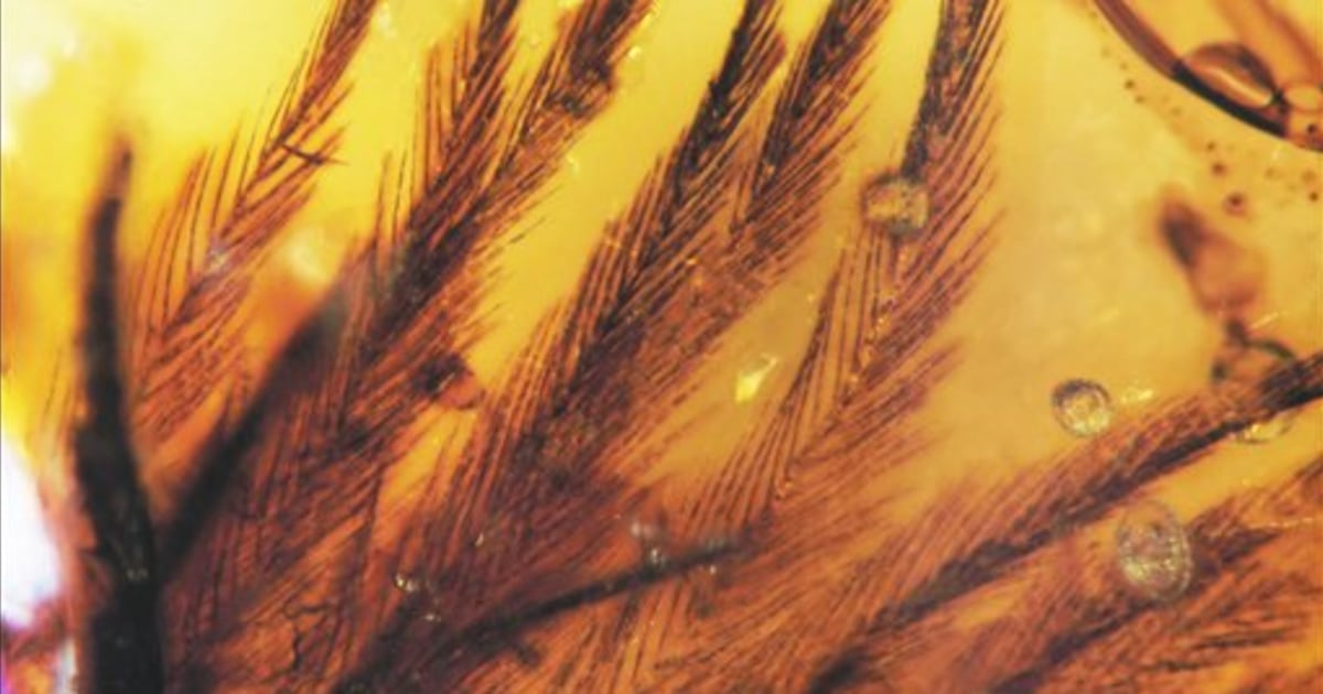 dinosaur in amber with feathers